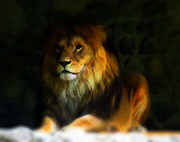 FX №5072 lion blur frame