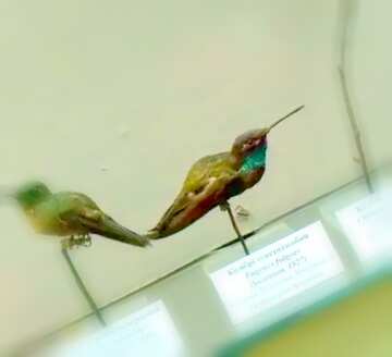 FX №5610 Image for profile picture Birds stuffed hummingbirds.