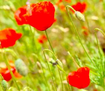 FX №5464 Image for profile picture Poppy field.