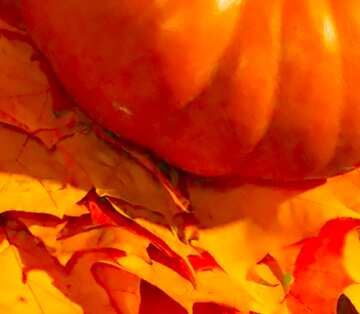 FX №5509 Image for profile picture Pumpkin on autumn leaves.