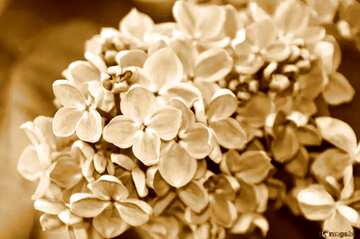 FX №5026 sepia Flowers of lilac