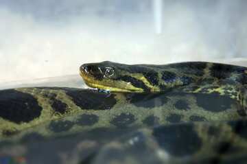 FX №5658 Anaconda surfacing from water