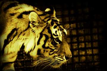 FX №5811 Monochrome.  Amur tiger .