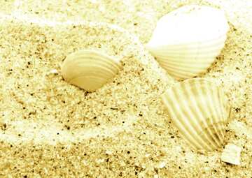 FX №5626 Monochrome. Seashells.