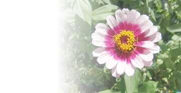 FX №5430 With place for text.  white and pink zinnia .