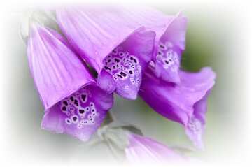 FX №5788 Purple flower card
