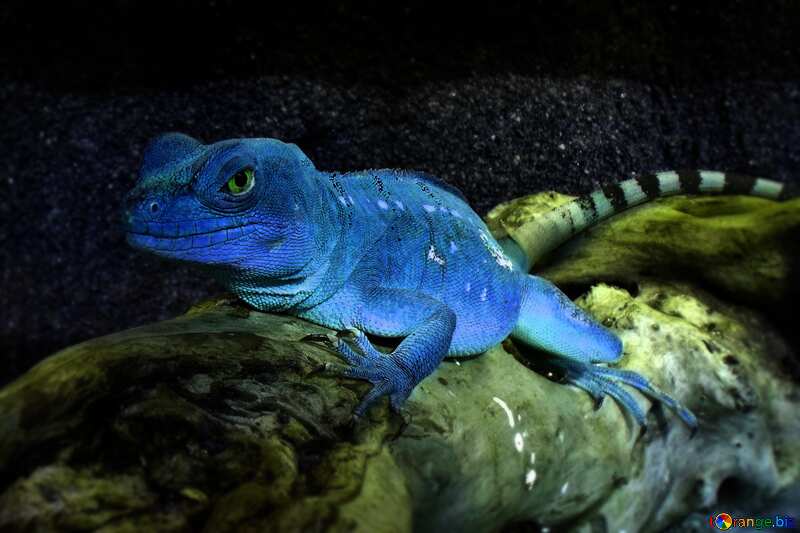 Blue color. Lizard. №10697