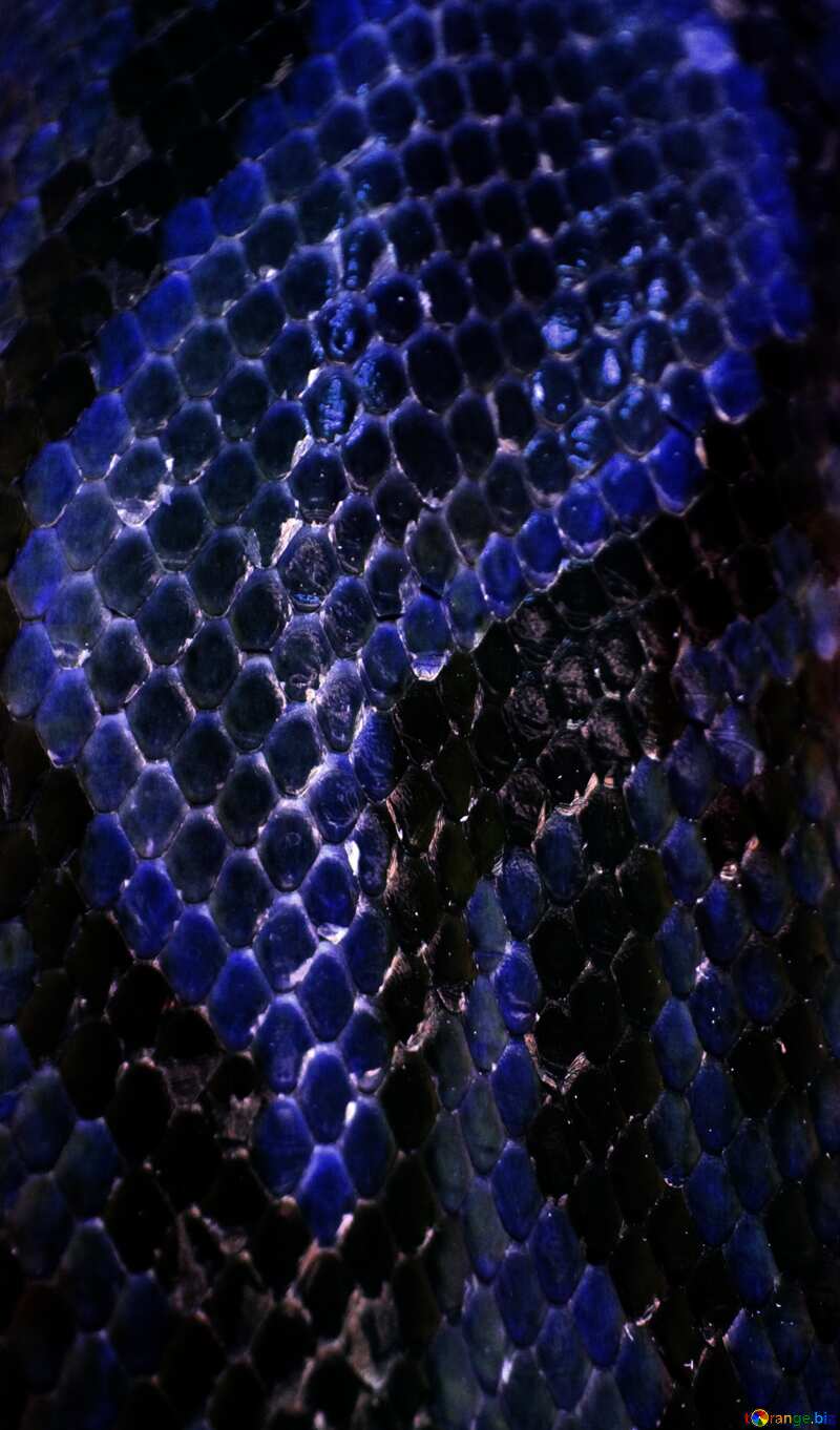 Blue color. The texture.  Color  Snake  skin.. №10283