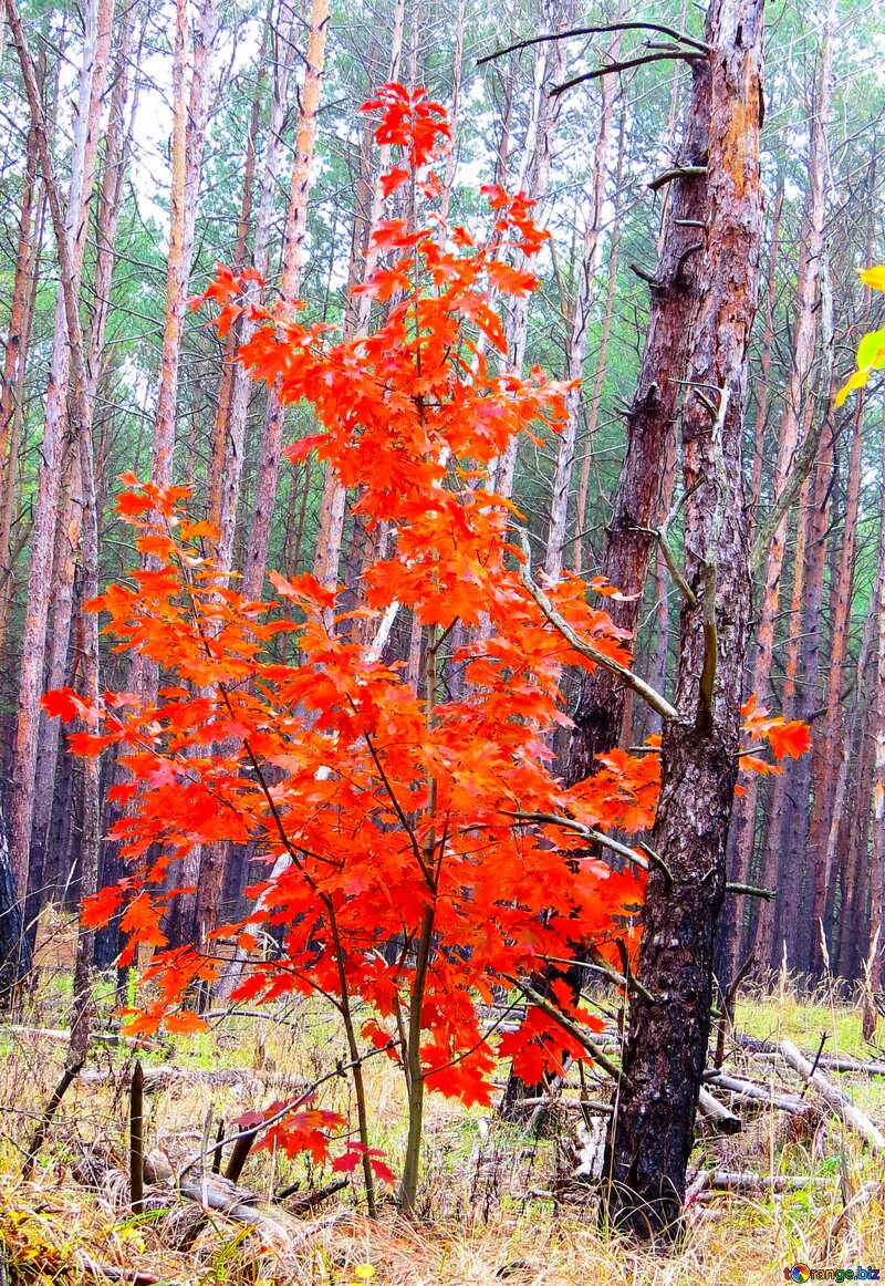Bright colors. Bright tree in the forest. №28328