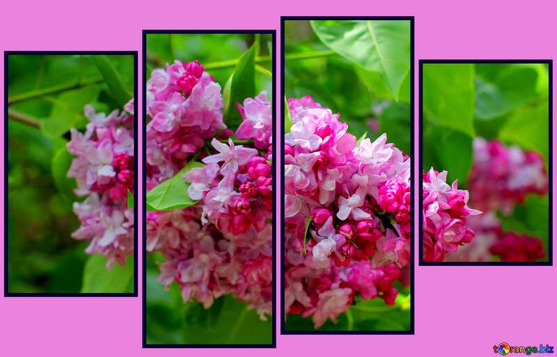 flowers lilac modular picture №37486