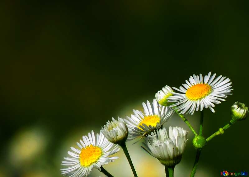 Cover. A beautiful picture with white field flowers. №34378