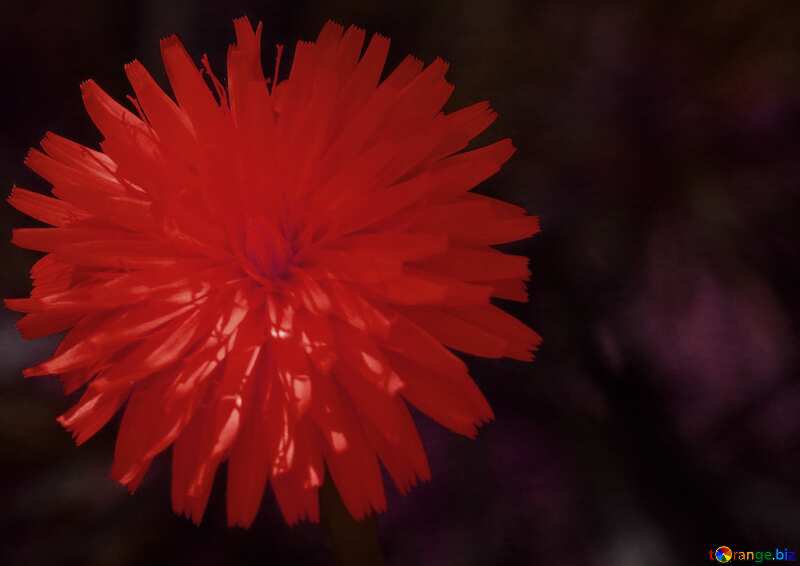 Red Dandelion dark flower background №23056
