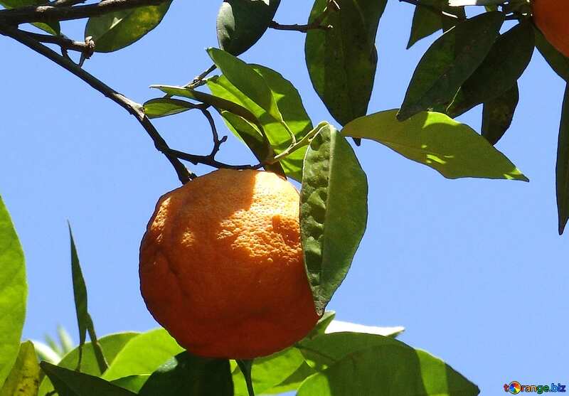 Orange fruit tree №196