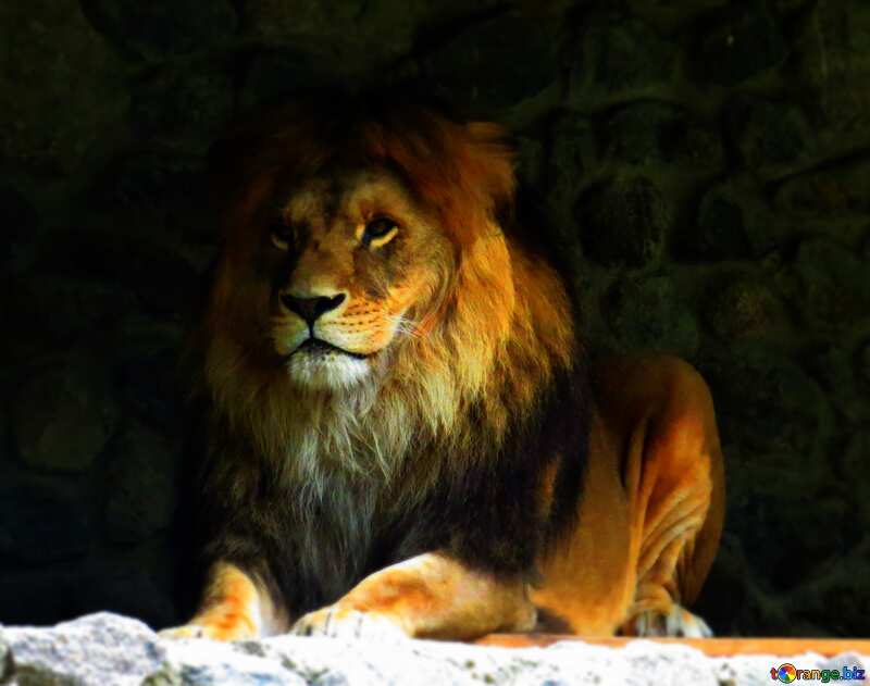 lion blur frame №44967