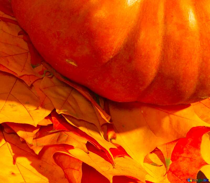 Image for profile picture Pumpkin on autumn leaves. №35390