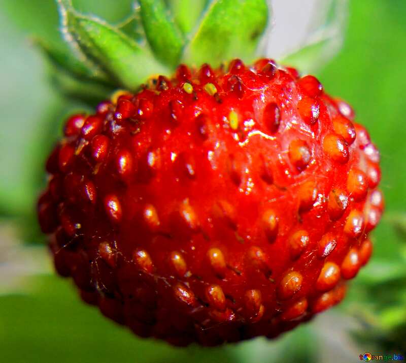 Image for profile picture Wild strawberries. №26011