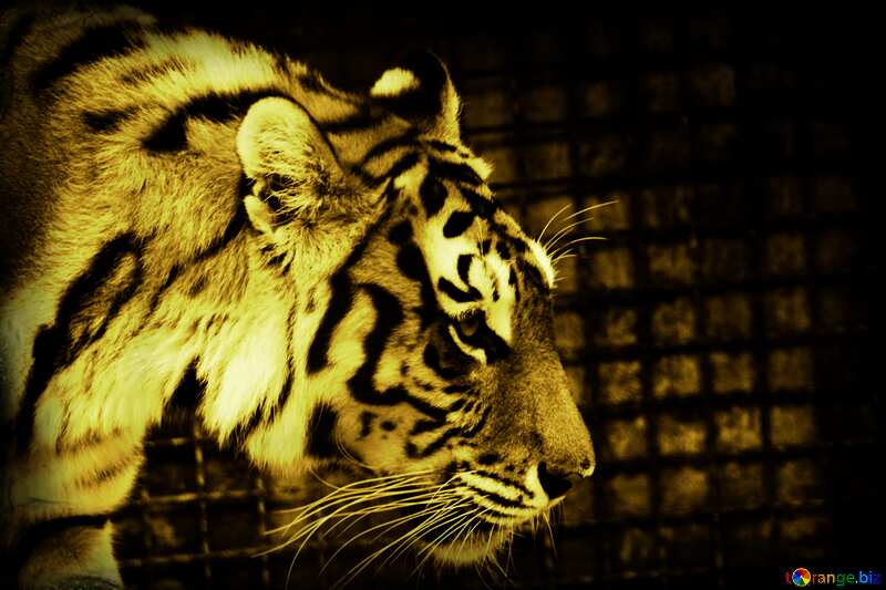Monochrome.  Amur tiger . №3087