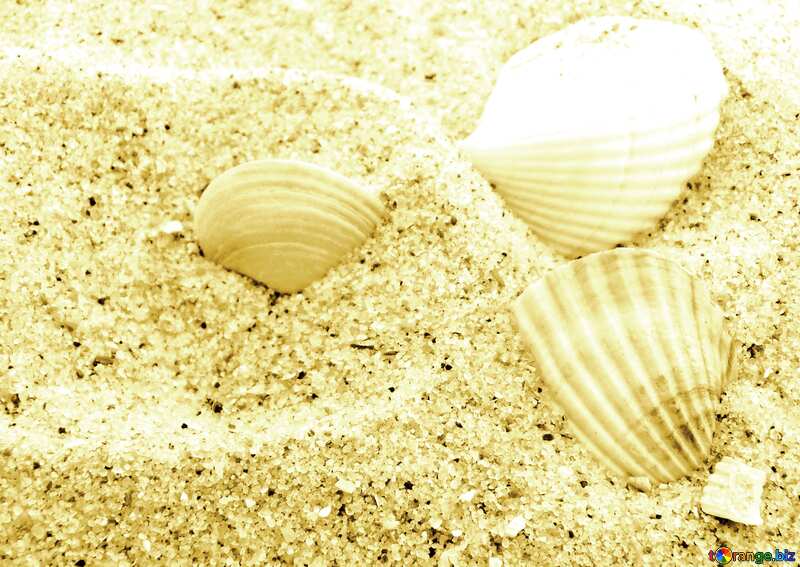 Monochrome. Seashells. №13565