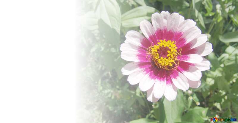 With place for text.  white and pink zinnia . №3215
