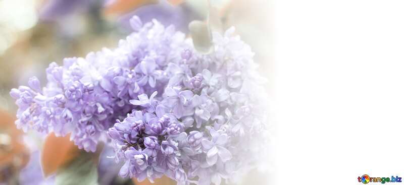 Template background for the label. Lilac. №37624