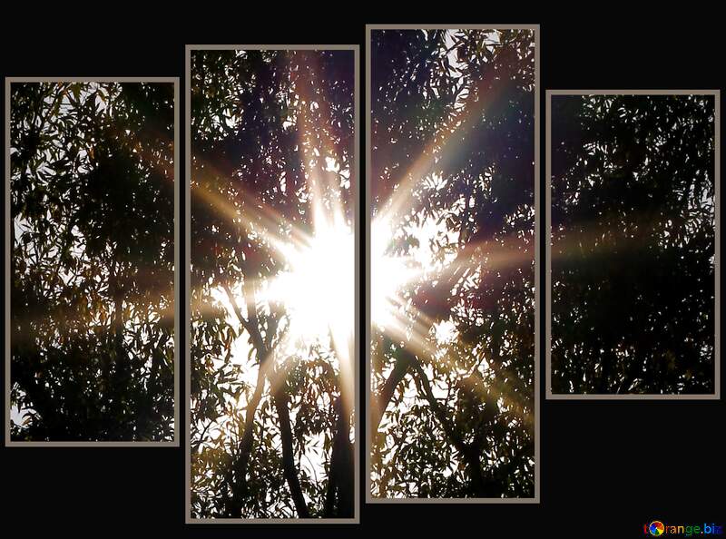 The best image. The light of the Sun through the tree. №36978