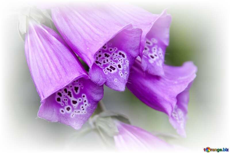 Purple flower card №3256