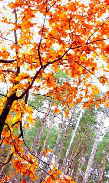 FX №50118 Autumn tree