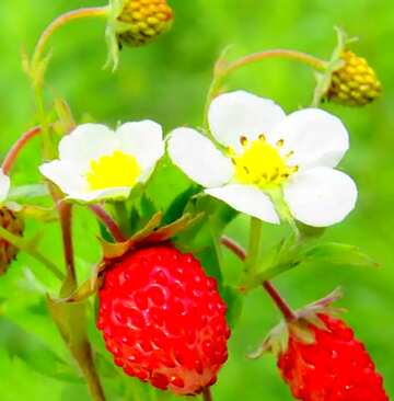 FX №50466 flowers and strawberries