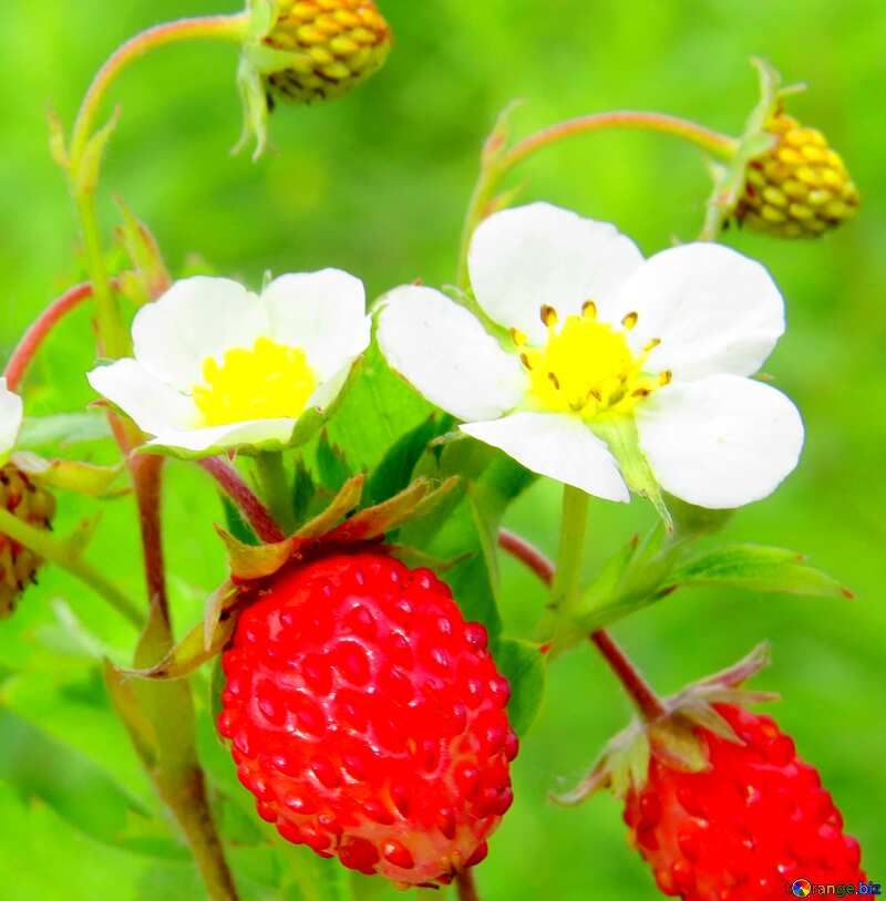 flowers and strawberries №29490
