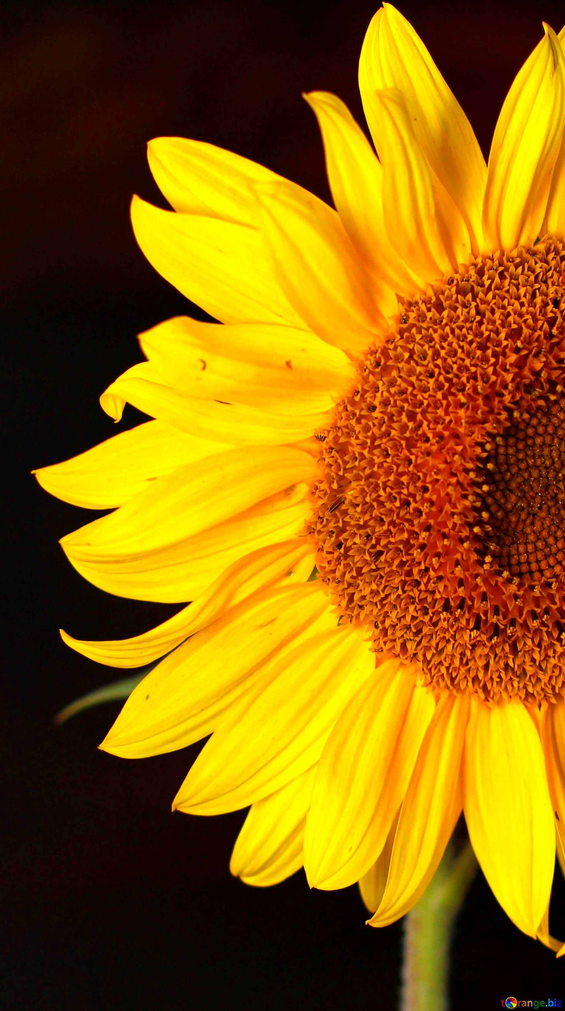 Download free picture Sunflower background on CC-BY License ~ Free Image  Stock  ~ fx №51763