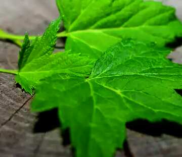 FX №51909 wooden leaves background