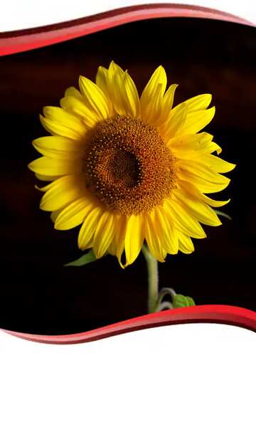 FX №51768 Sunflower flower frame card design