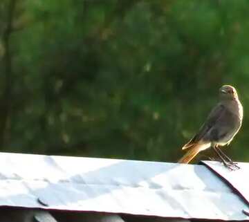FX №51478 un oiseau sur un toit