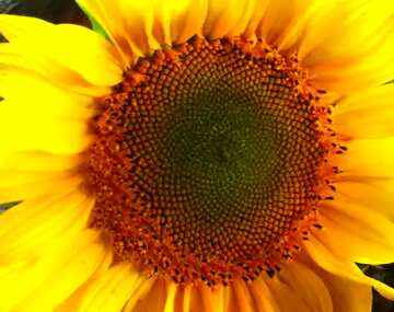 FX №51732 sunflower