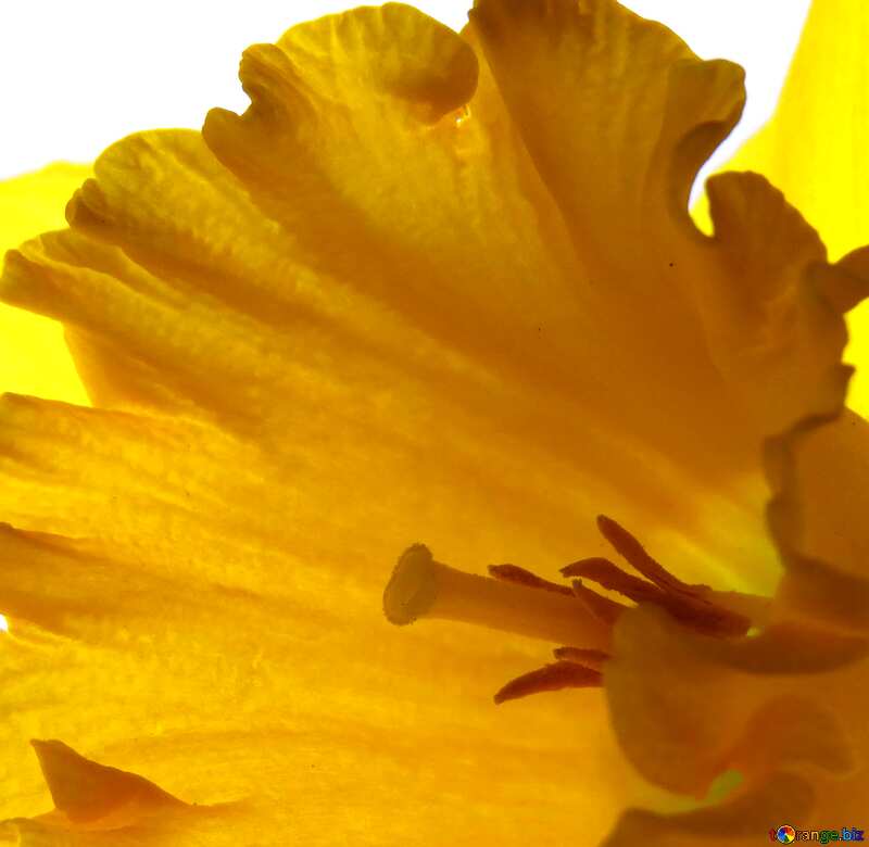 Flower yellow  background №30929