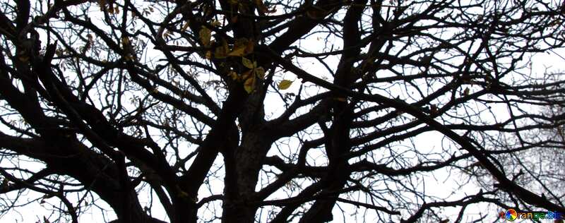 Обложка. Осеннее небо сквозь голую крону дерева. №3319