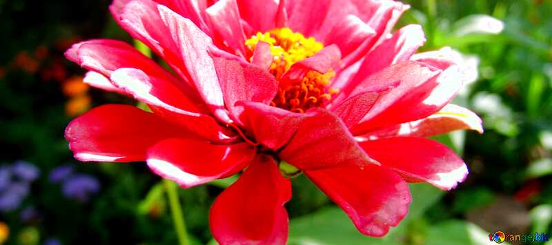 Обложка. Цинния - самый летний цветок. №3226