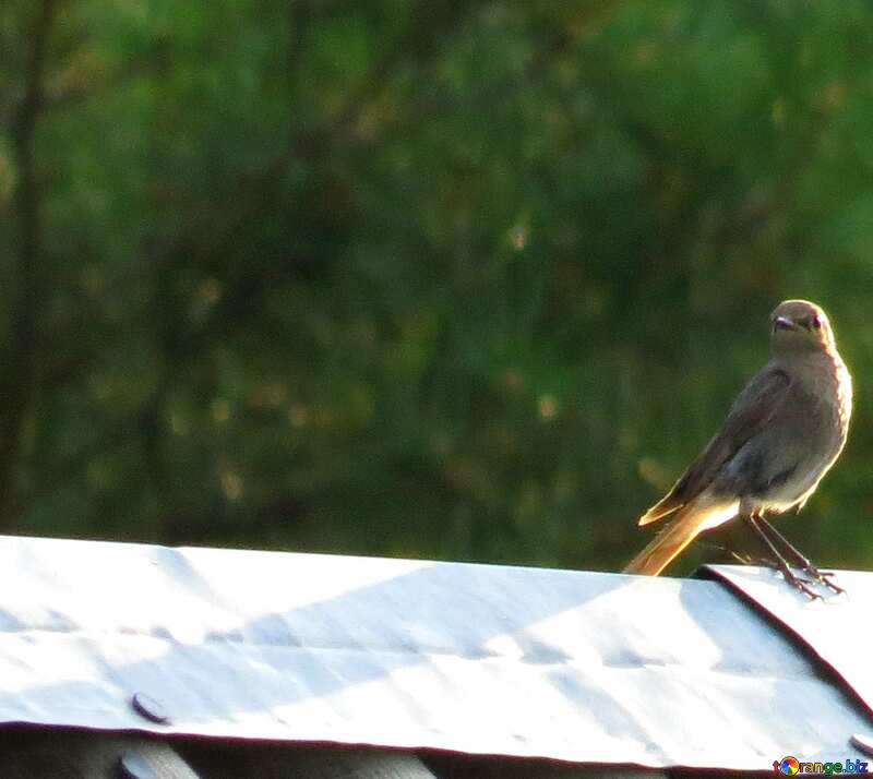 un oiseau sur un toit №31643