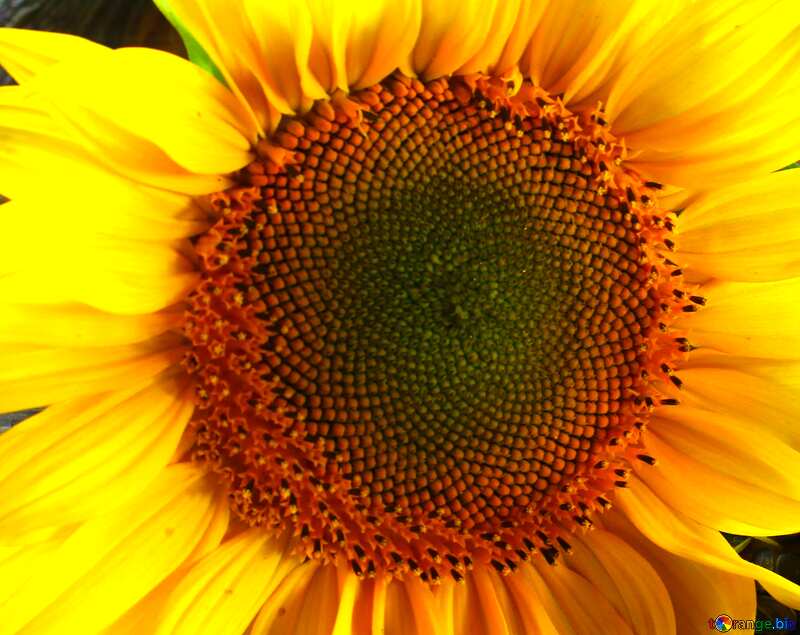 sunflower №32749