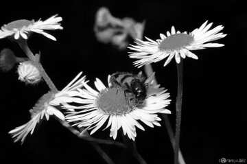 FX №52078 black and white bee and flower