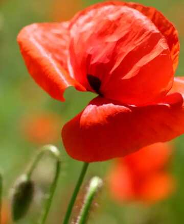 FX №52151 Red poppy flower