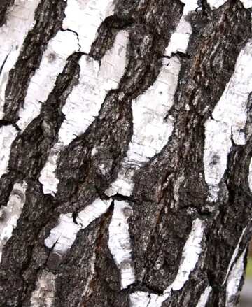 FX №52013 текстура древесины, текстура березы, кора березы,...