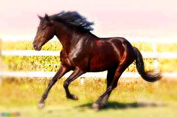 FX №52966 black  mane horse blur frame