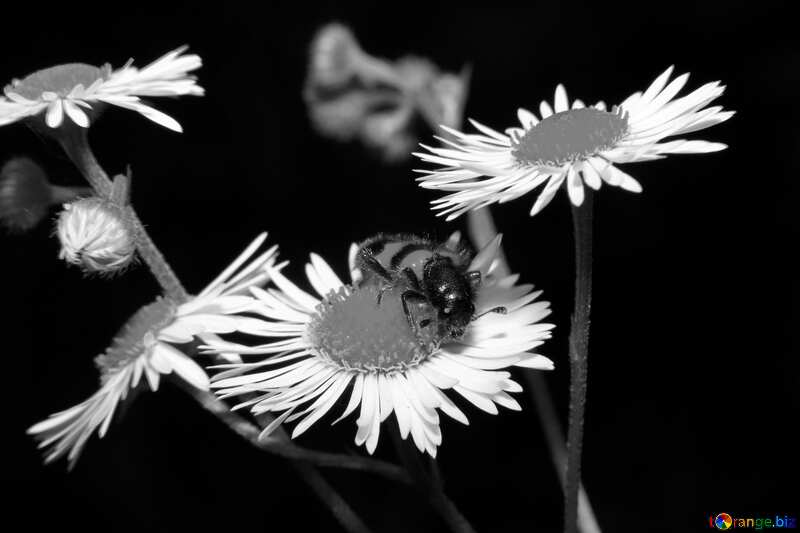 black and white bee and flower №33877