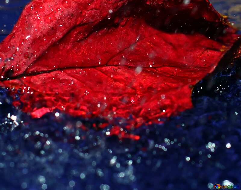 Autumn red leaf in water №34663