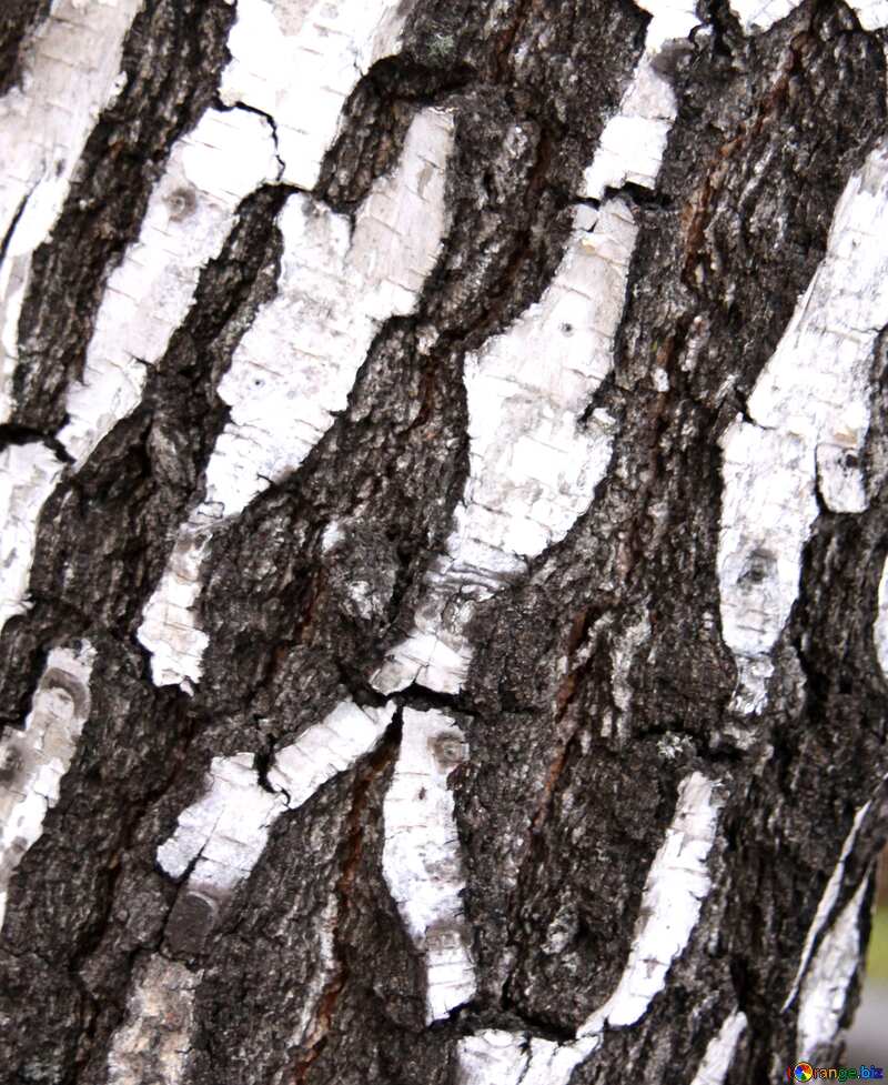 текстура древесины, текстура березы, кора березы, деревья, береза, №3367