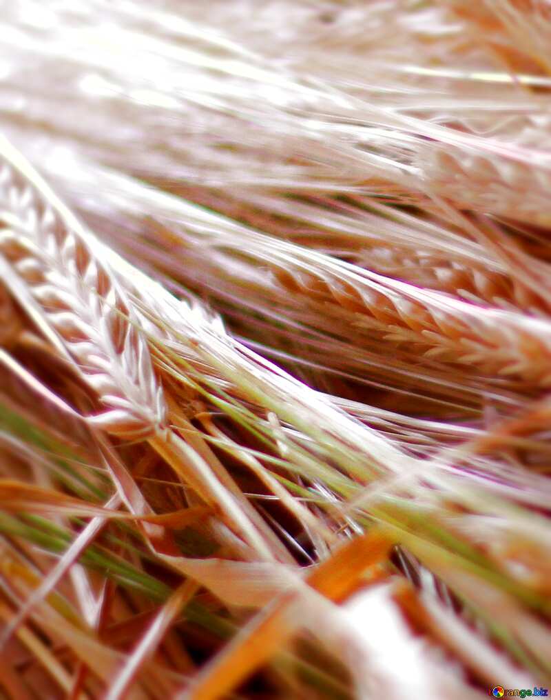 Wheat is tasty №36263