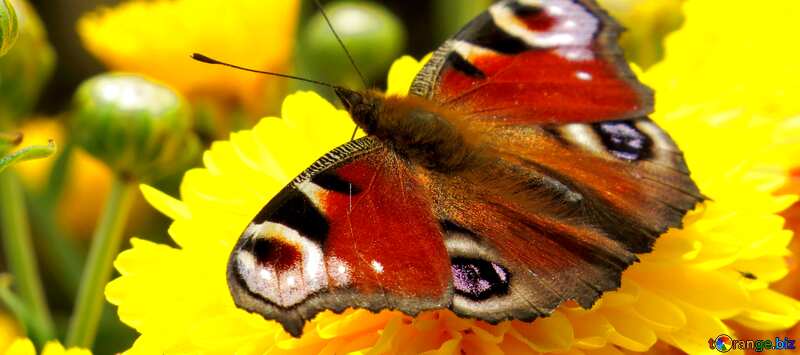 Обложка. Красивая картинка  с бабочкой . №35844