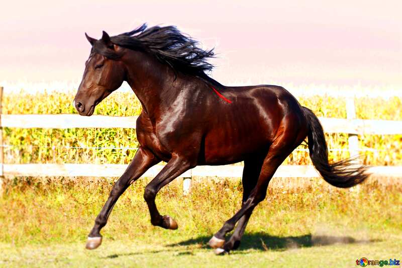 black  mane horse blur frame №36655