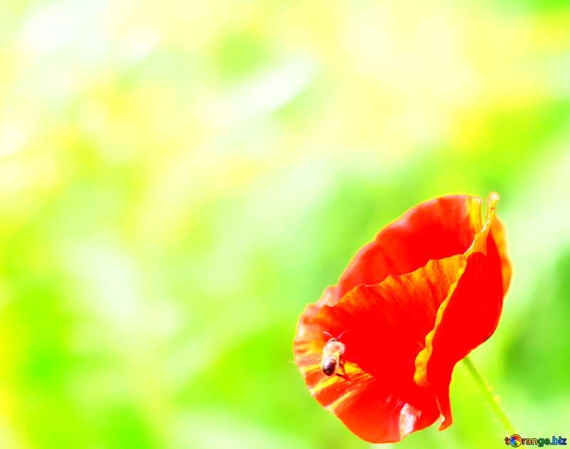 poppy flower card background №34276